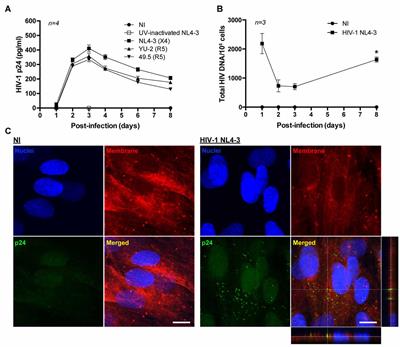 HIV Alters Gap Junction-Mediated Intercellular Communication in Human Brain Pericytes